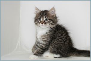 Female Siberian Kitten from Deedlebug Siberians